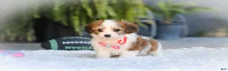 Cavachon dogs for sale: Scout - Ad 12