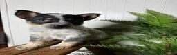 Australian Cattle Dog dogs for sale: Australian Cattle Dog Puppy 4 - Ad 8