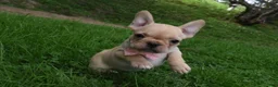 French Bulldog dogs for sale: Sierra - Ad 5