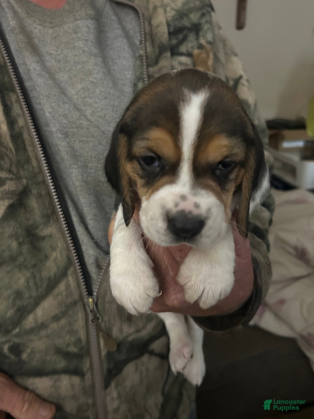 Beagle dogs for sale: Beagle Puppy 1 - Ad 1