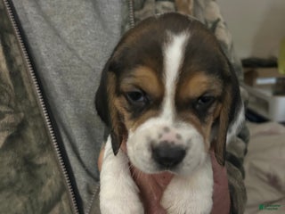 Beagle dogs Beagle Puppy 1 - Ad 2