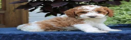 Cavapoo dogs for sale: Bailey  - Ad 3