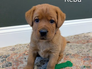 Labrador Retriever dogs Reba - Ad 3