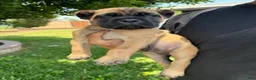 Cane Corso dogs for sale: Puppy 2 - Ad 1