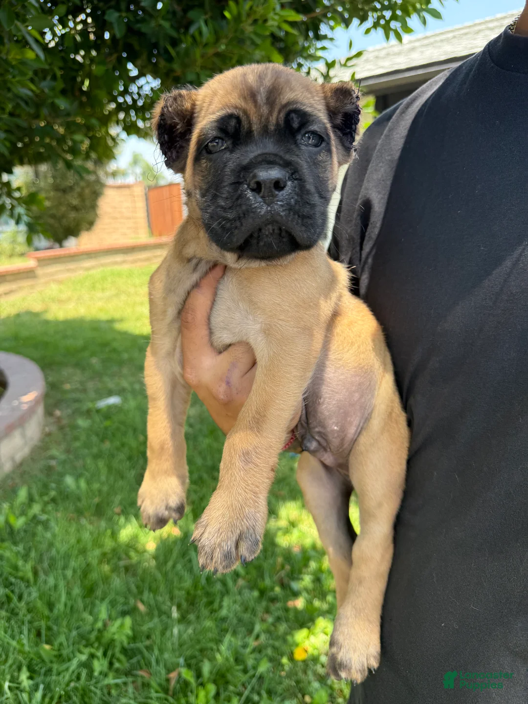 Cane Corso dogs for sale: Puppy 2 - Ad 1