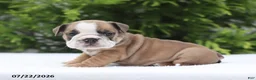 English Bulldog dogs for sale: Carla - Ad 5