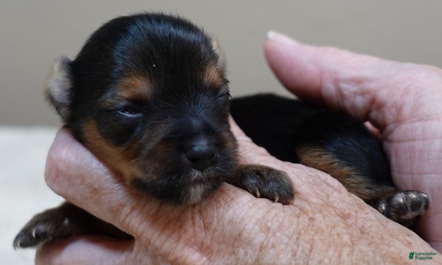 Yorkshire Terrier dogs Teacup Bailey 6 ounces - Ad 32