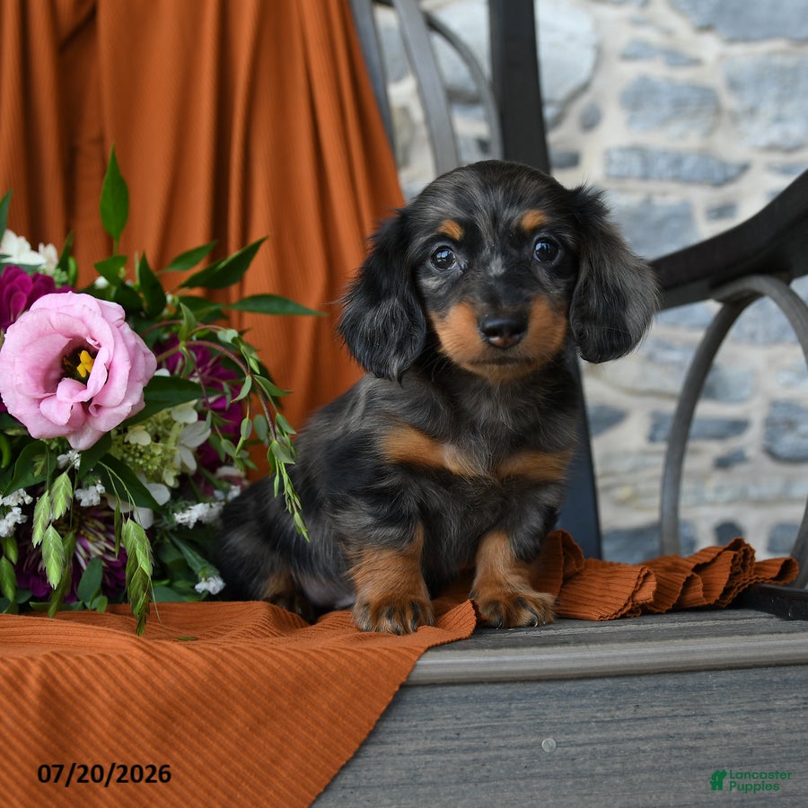 Miniature Dachshund dogs Zaden - Ad 1