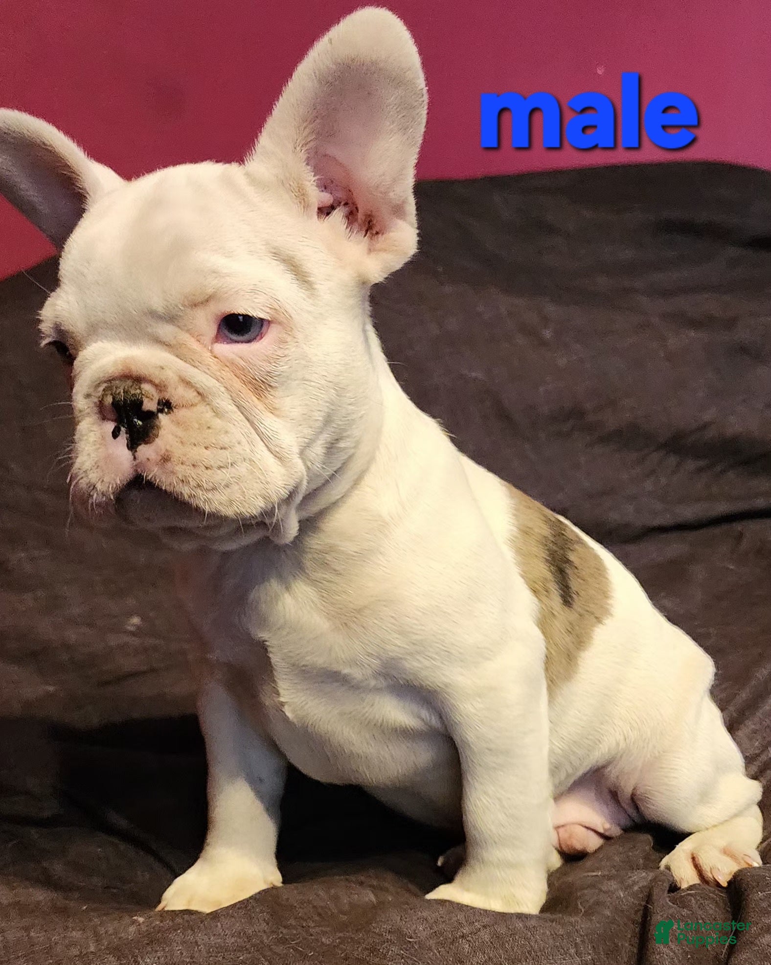 French Bulldog dogs Keno - Ad 4