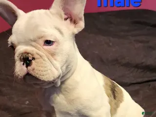 French Bulldog dogs Keno - Ad 7