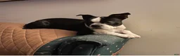 Boston Terrier dogs for sale:  Willow - Ad 7