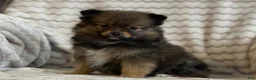 Pomeranian dogs for sale: Raven - Ad 7