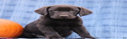 Labrador Retriever dogs for sale: Jesse  - Ad 3