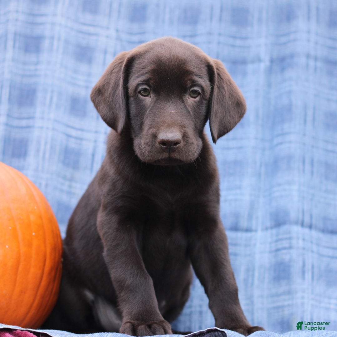 Labrador Retriever dogs for sale: Jesse  - Ad 3