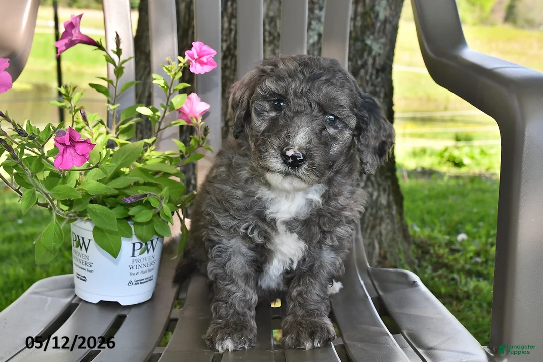 Goldendoodle dogs for sale: Ollie - Ad 3