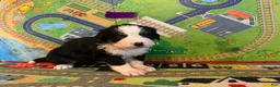 Bernese Mountain Dog dogs for sale: Purple - Ad 5
