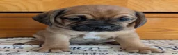 Puggle dogs for sale: Kidd - Ad 19