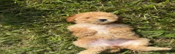 Toy Poodle dogs for sale: Goldie  - Ad 11