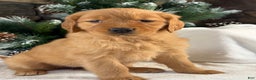 Golden Retriever dogs for sale: Nova  - Ad 2