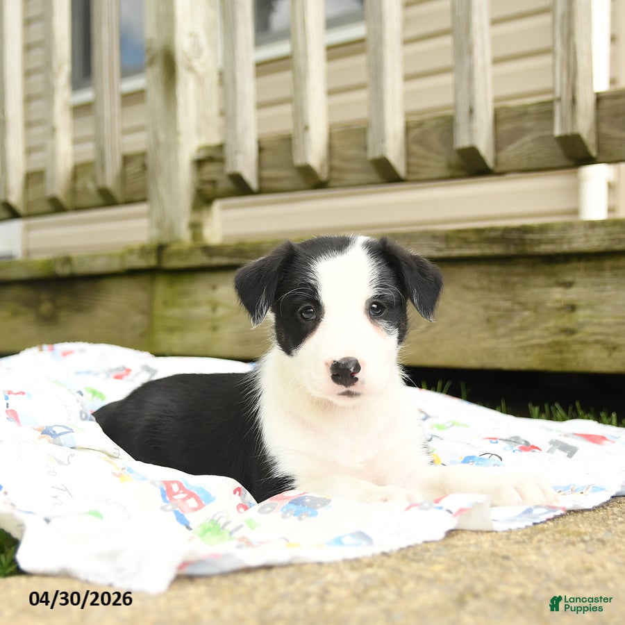 Border Collie dogs Harriet - Ad 2