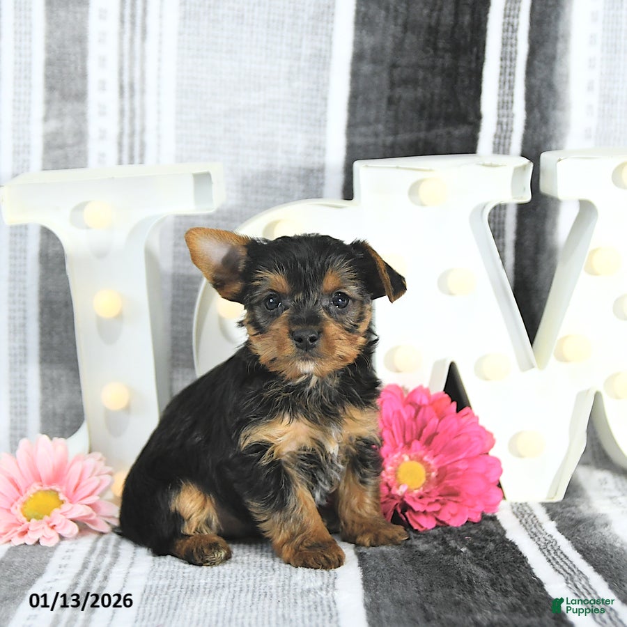 Yorkshire Terrier dogs Maverick - Ad 5