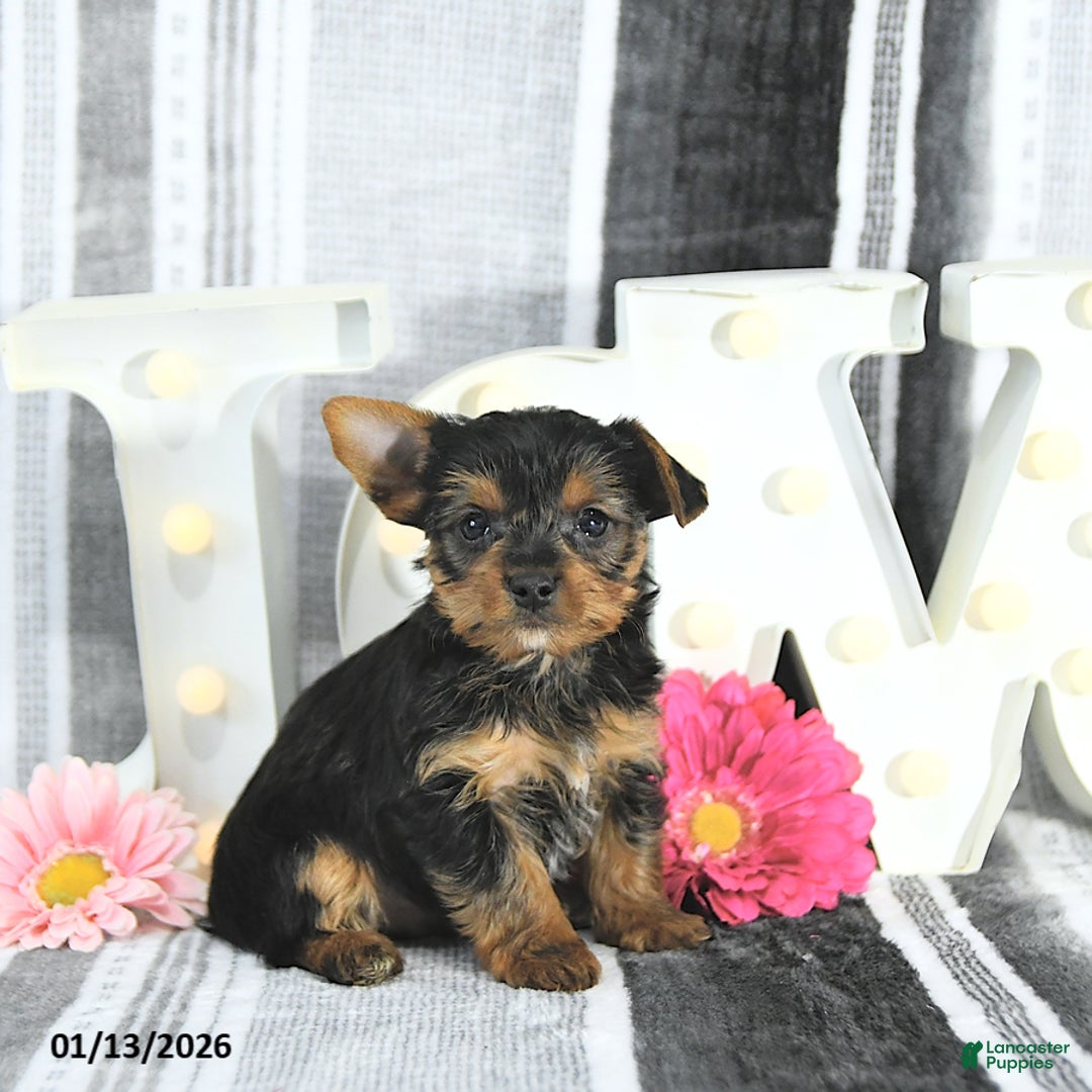 Yorkshire Terrier dogs for sale: Maverick - Ad 1