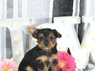 Yorkshire Terrier dogs Maverick - Ad 5