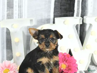 Yorkshire Terrier dogs Maverick - Ad 27