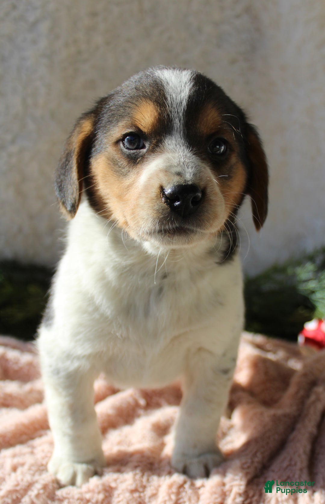Mixed Breed dogs for sale: Lilly - Ad 5