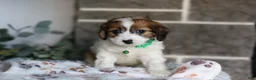 Cavapoo dogs for sale: Maggie - Ad 8