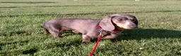Miniature Dachshund dogs for sale: Walter - Ad 7