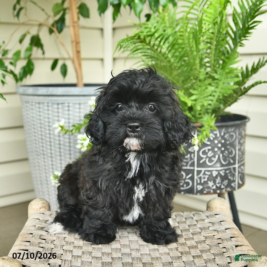 Shihpoo dogs Cindy  - Ad 1
