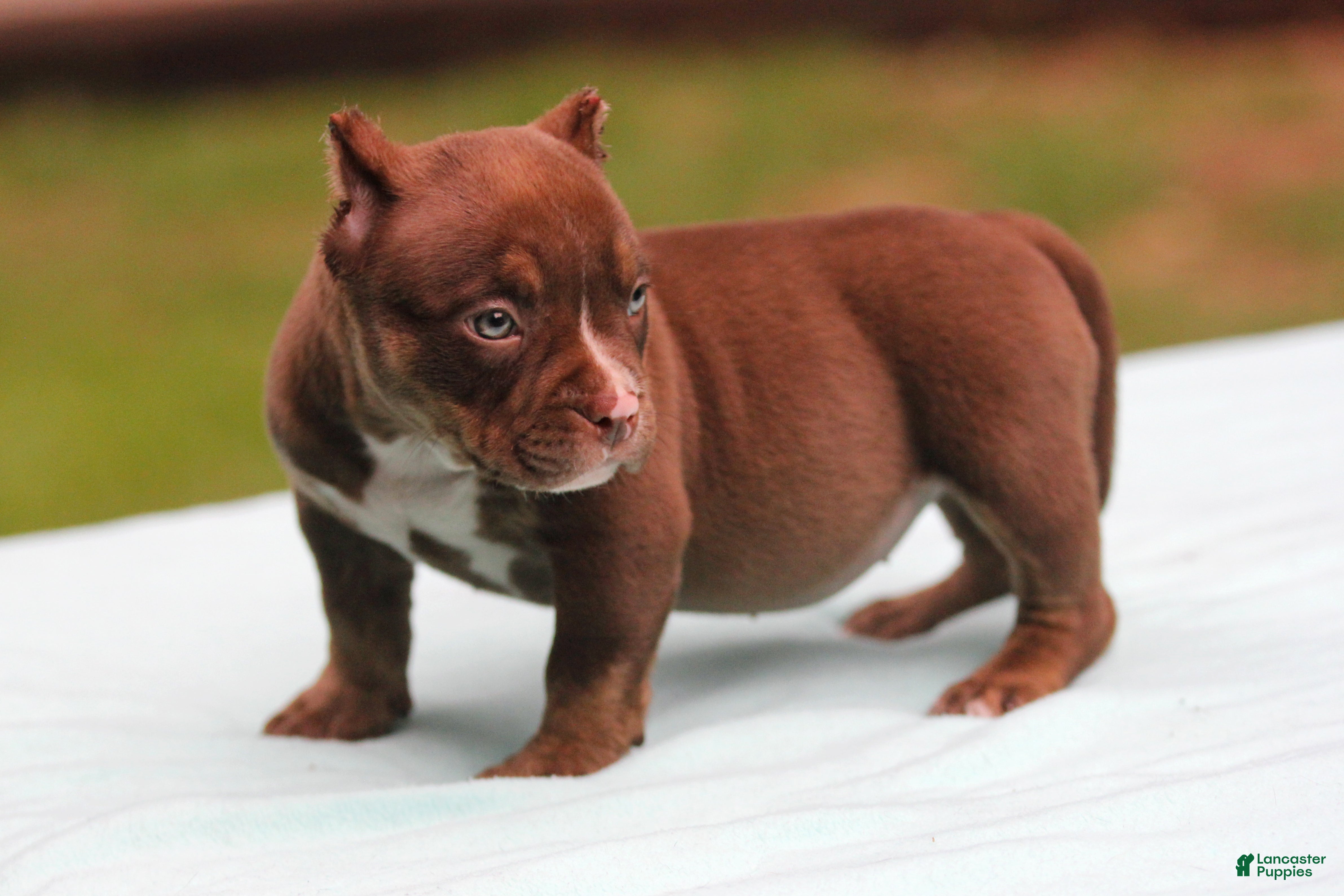 American Bully dogs Chocolate Trindle Female - Ad 2