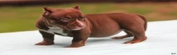 American Bully dogs for sale: Chocolate Trindle Female - Ad 2