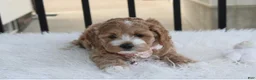 Cockapoo dogs for sale: Paisley  - Ad 2