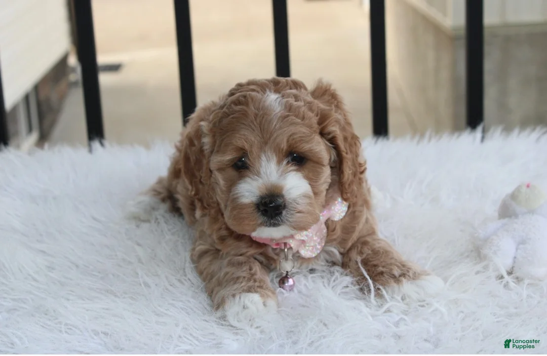 Cockapoo dogs for sale: Paisley  - Ad 2