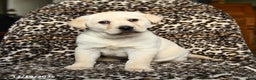 Labrador Retriever dogs for sale: Buster - Ad 1