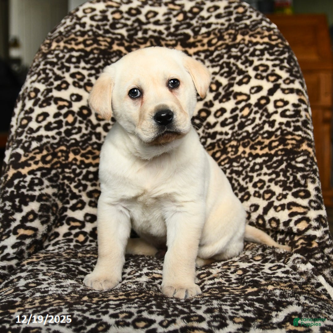 Labrador Retriever dogs for sale: Buster - Ad 1