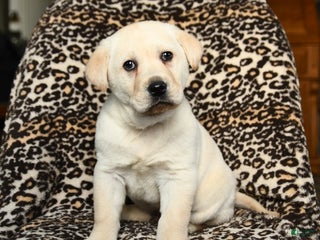 Labrador Retriever dogs Buster - Ad 2