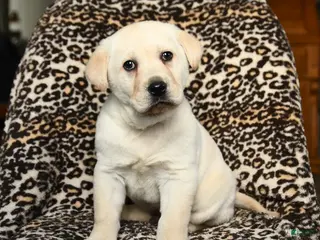 Labrador Retriever dogs Buster - Ad 1