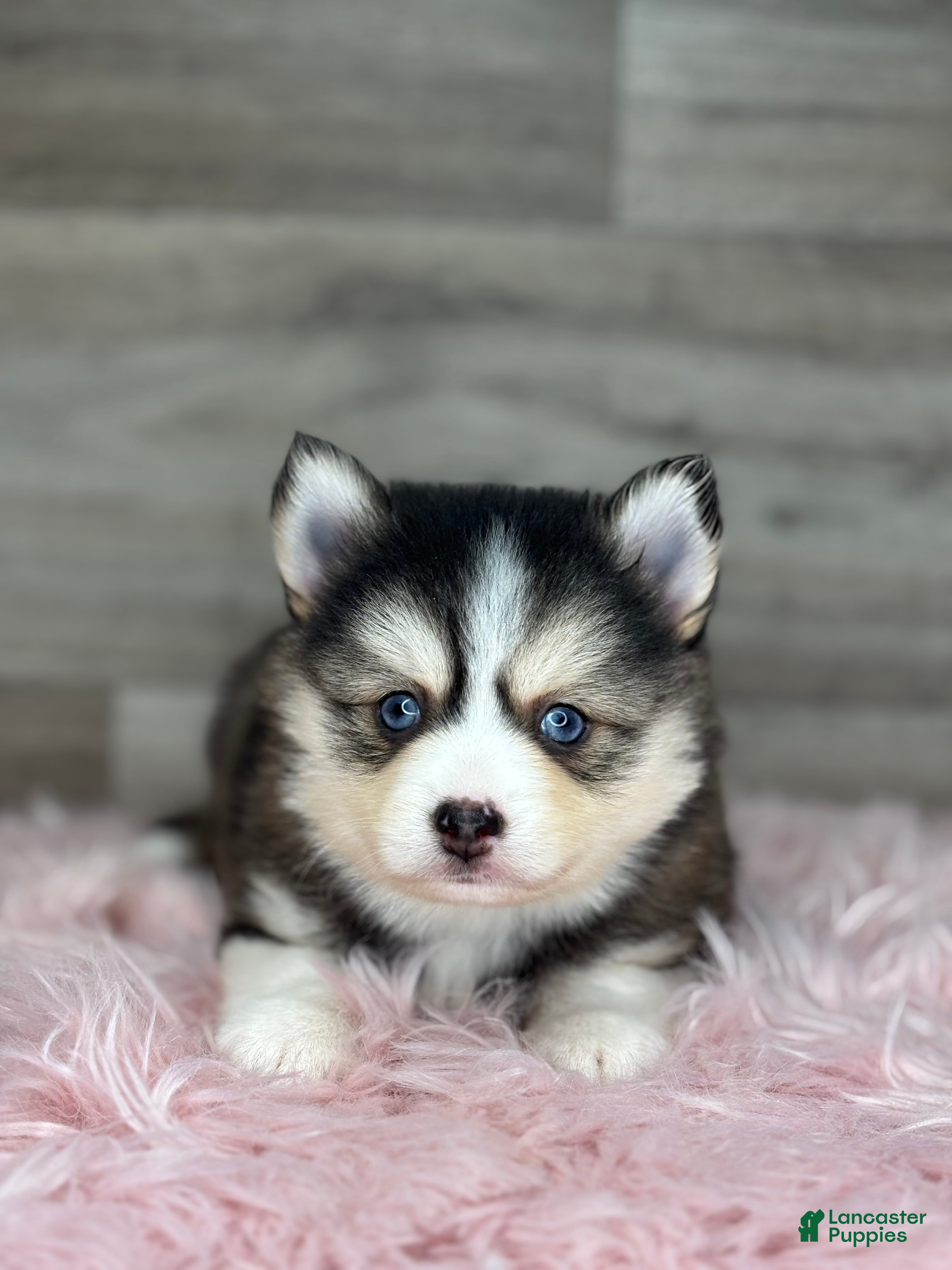 Pomsky dogs Athena - Ad 2