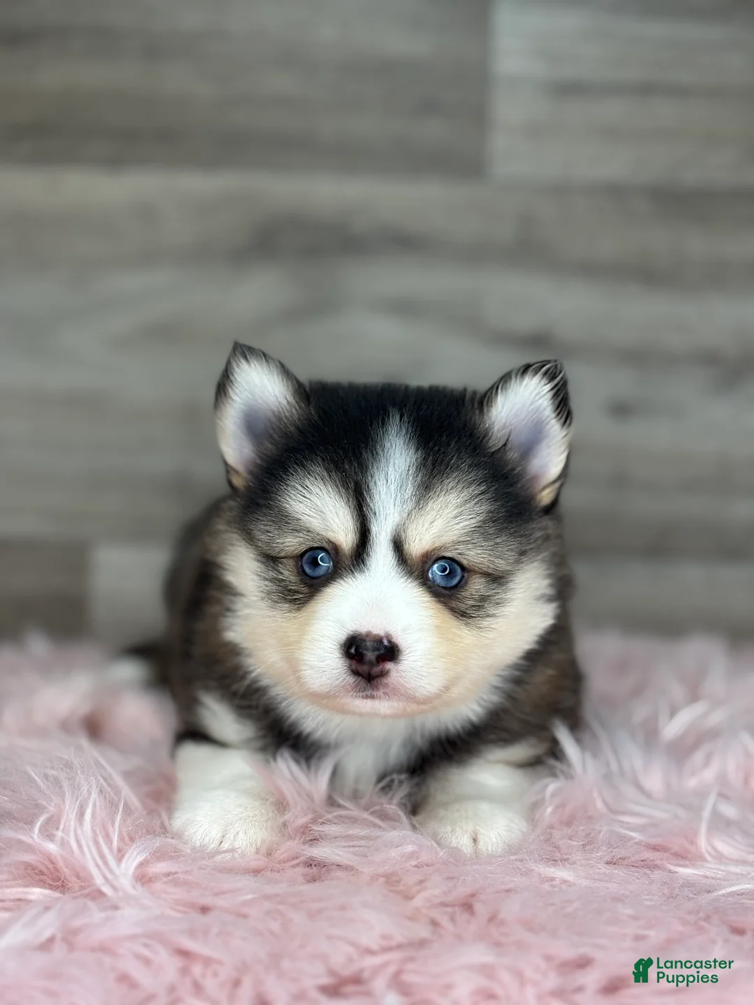 Pomsky dogs for sale: Athena - Ad 2