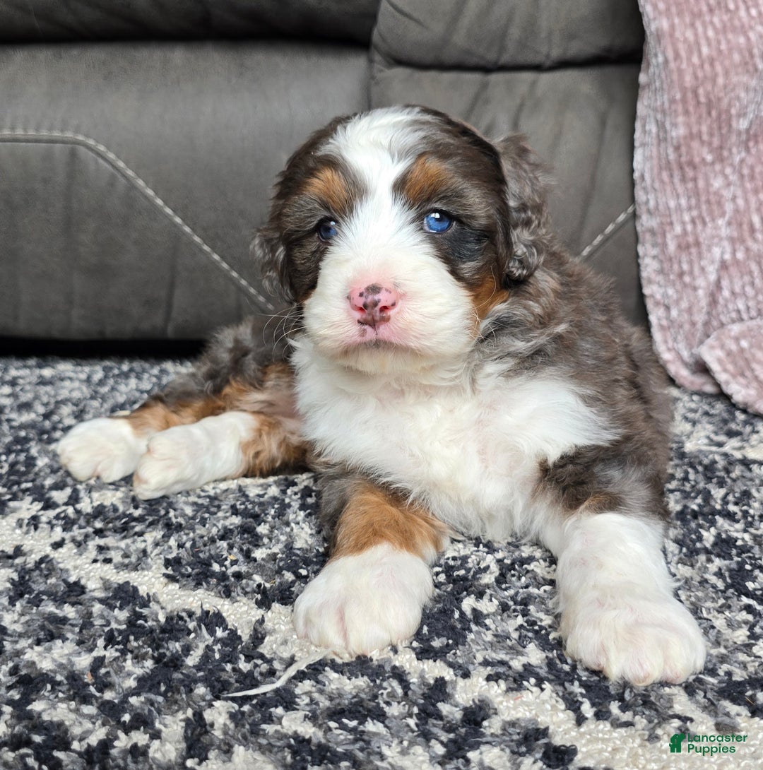 Mini Bernedoodle dogs for sale: Mini Bentley - Ad 19
