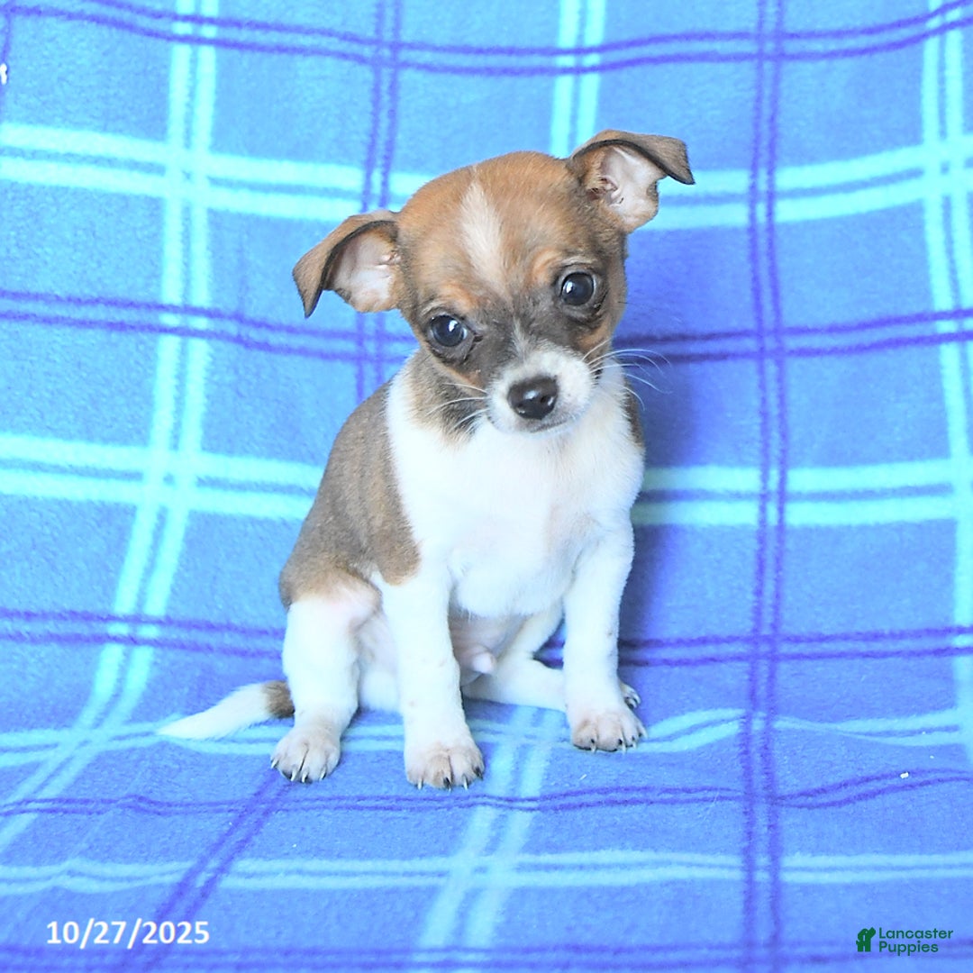 Chihuahua dogs for sale: Pepsi - Ad 5