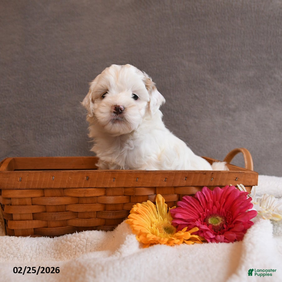 Cockapoo dogs Daffodil - Ad 2