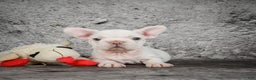 French Bulldog dogs for sale: Latte - Ad 2