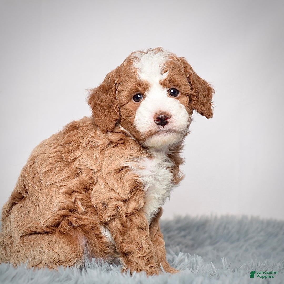 Mini Goldendoodle dogs for sale: Mr. Parker - Ad 5