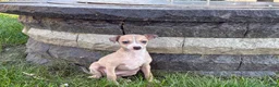 Italian Greyhound dogs for sale: Italian Greyhound female 1 fawn and white  - Ad 8