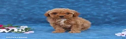 Mini Goldendoodle dogs for sale: Penny - Ad 5