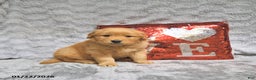 Golden Retriever dogs for sale: Link - Ad 4